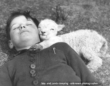 boy and lamb sleeping Unknown Photographer